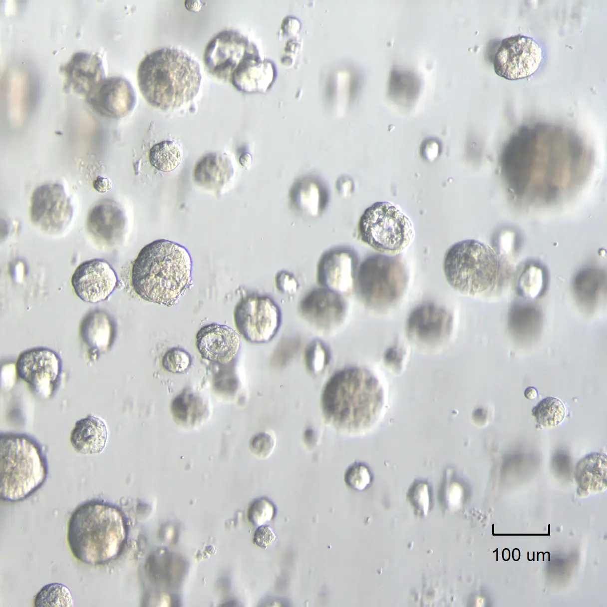 Bovine uterus derived organoids